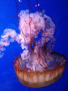 Jellyfish have no heart, no blood, no blood, no brain and so beautiful. Saw this at the aquarium.